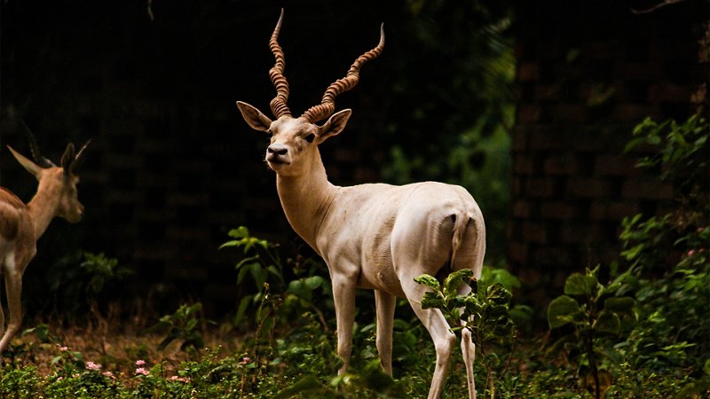 A picturesque escape to Ranchi