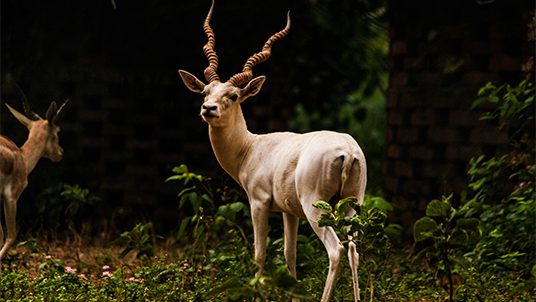 birsa-zoological-park-tri-side