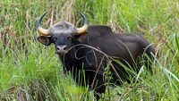 A wild gaur hiding in the tall grasses in the jungle.