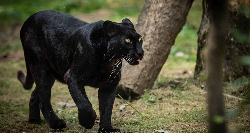 Black Panther in the forest