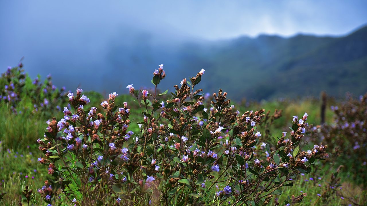 "Neelakurinji (Strobilanthus Kunthiana) blossoms of Eravikulam national park, Munnar, Kerala, South India"