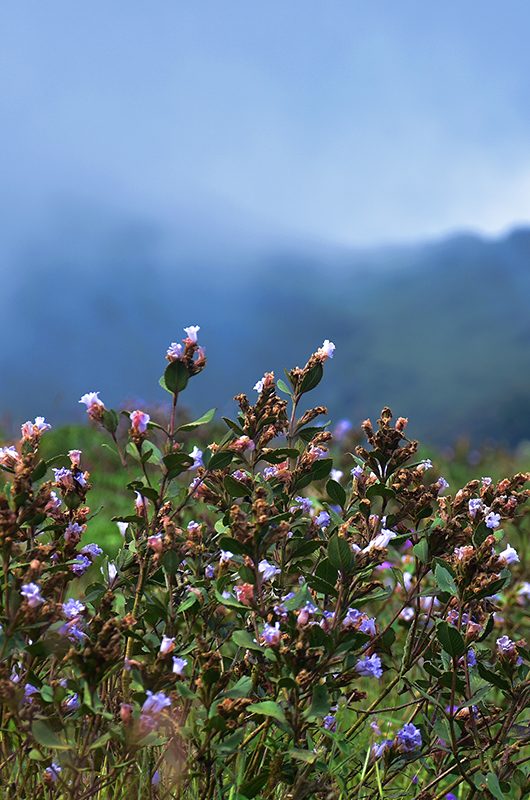 "Neelakurinji (Strobilanthus Kunthiana) blossoms of Eravikulam national park, Munnar, Kerala, South India"