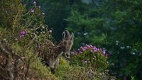 "Image of Nilgiri Tahr from Eravikulam National Park during Neelakurinji season in Munnar, Kerala, South India"