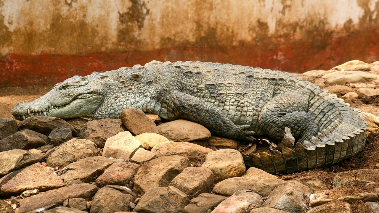 bondla-wildlife-santuary-goa-2-musthead-hero