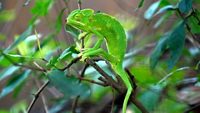 bondla-wildlife-santuary-goa-goa-bondla-wildlife-sactuary-1-attr-hero