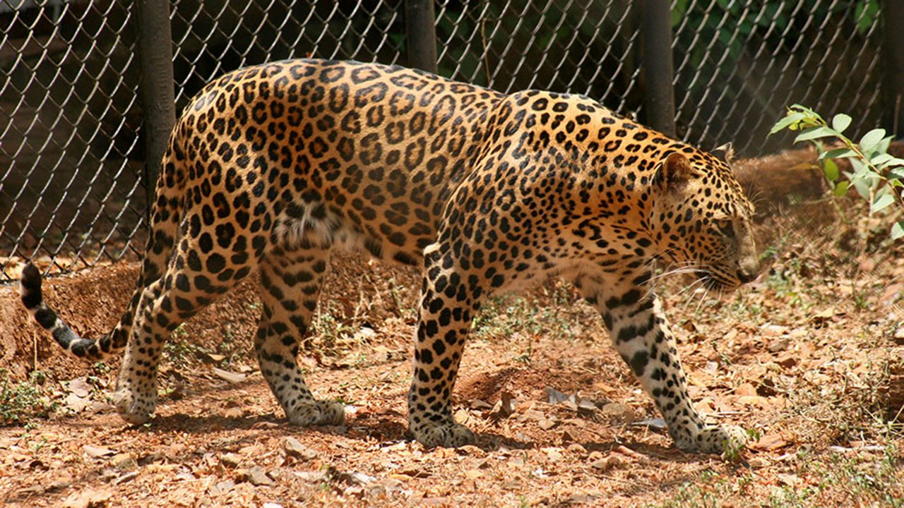 bondla-wildlife-santuary-goa-goa-bondla-wildlife-sactuary-3-attr-hero