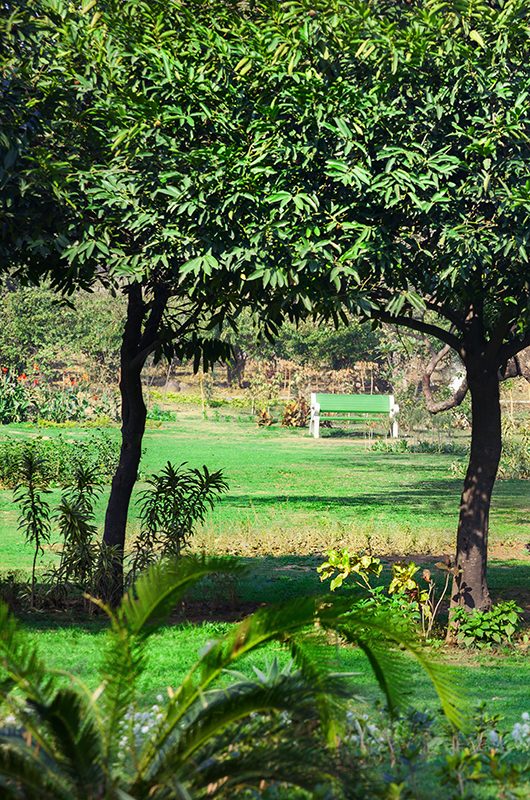 Pink bench around green trees in the Buddha Jayanti park in New Delhi, India