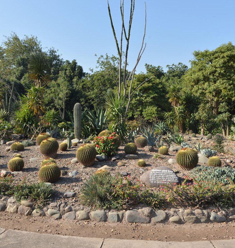 cactus-haryana-state-ff