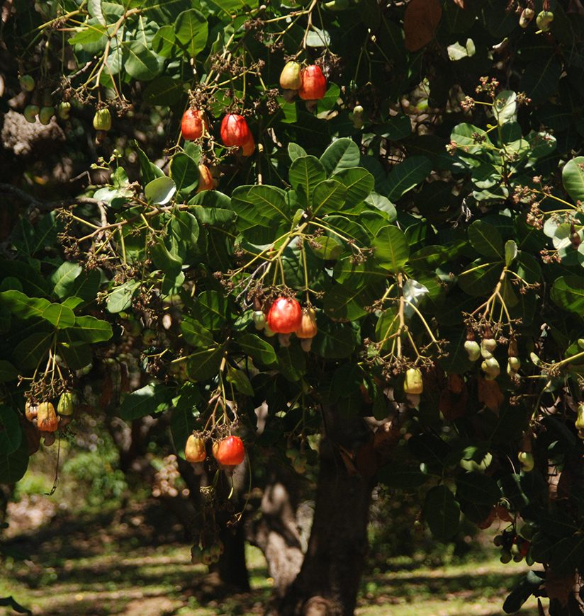 Cashew trees in Binh Phuoc - "the capital city of cashews" in Vietnam