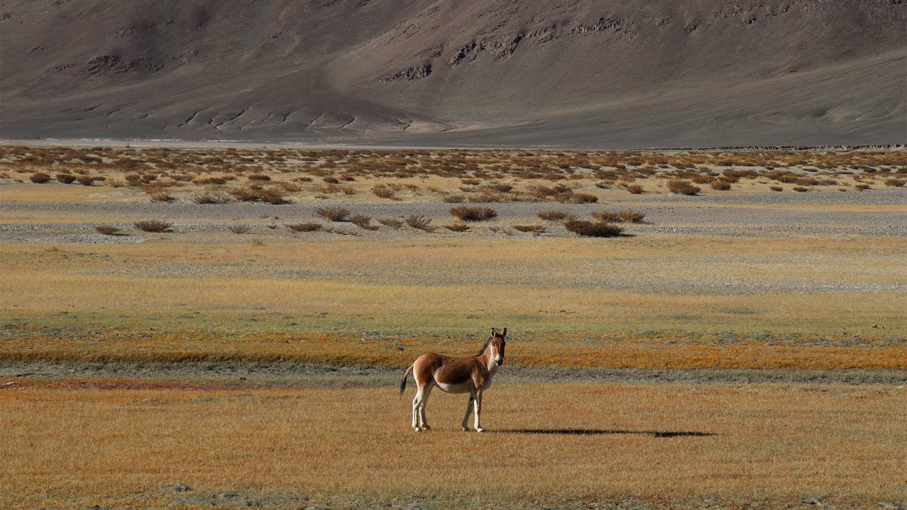 changthang-wildlife-sanctuary-leh-ladakh-1-attr-hero