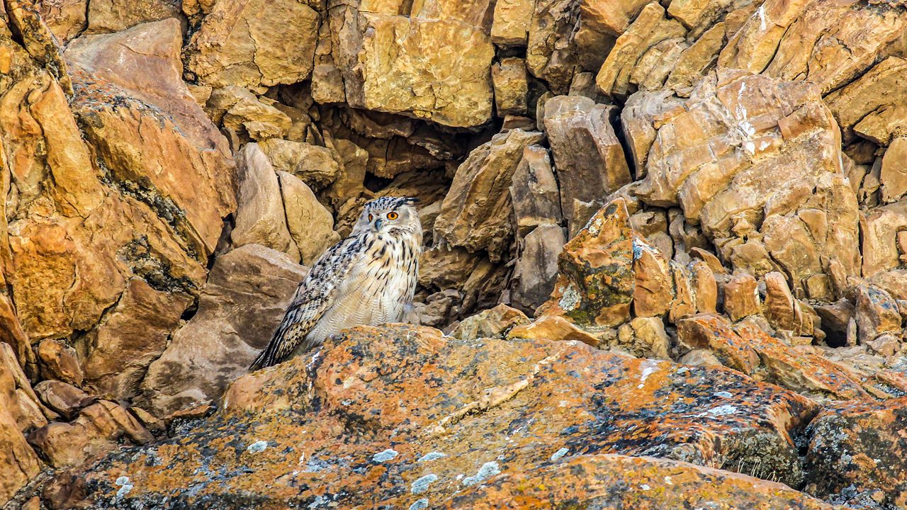 changthang-wildlife-sanctuary-leh-ladakh-2-musthead-hero