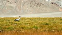 changthang-wildlife-sanctuary-leh-ladakh-3-musthead-hero