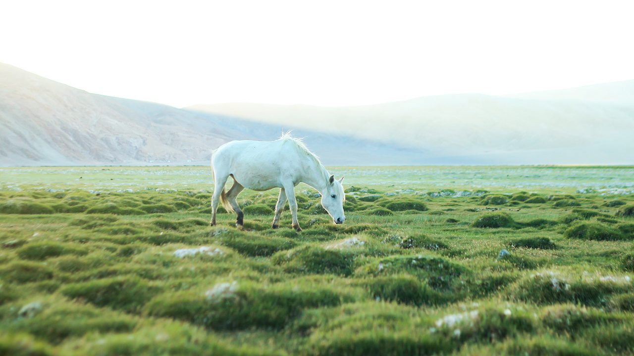 changthang-wildlife-sanctuary-leh-ladakh-3-new-attr-hero