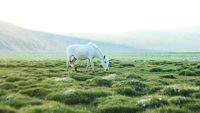 changthang-wildlife-sanctuary-leh-ladakh-3-new-attr-hero