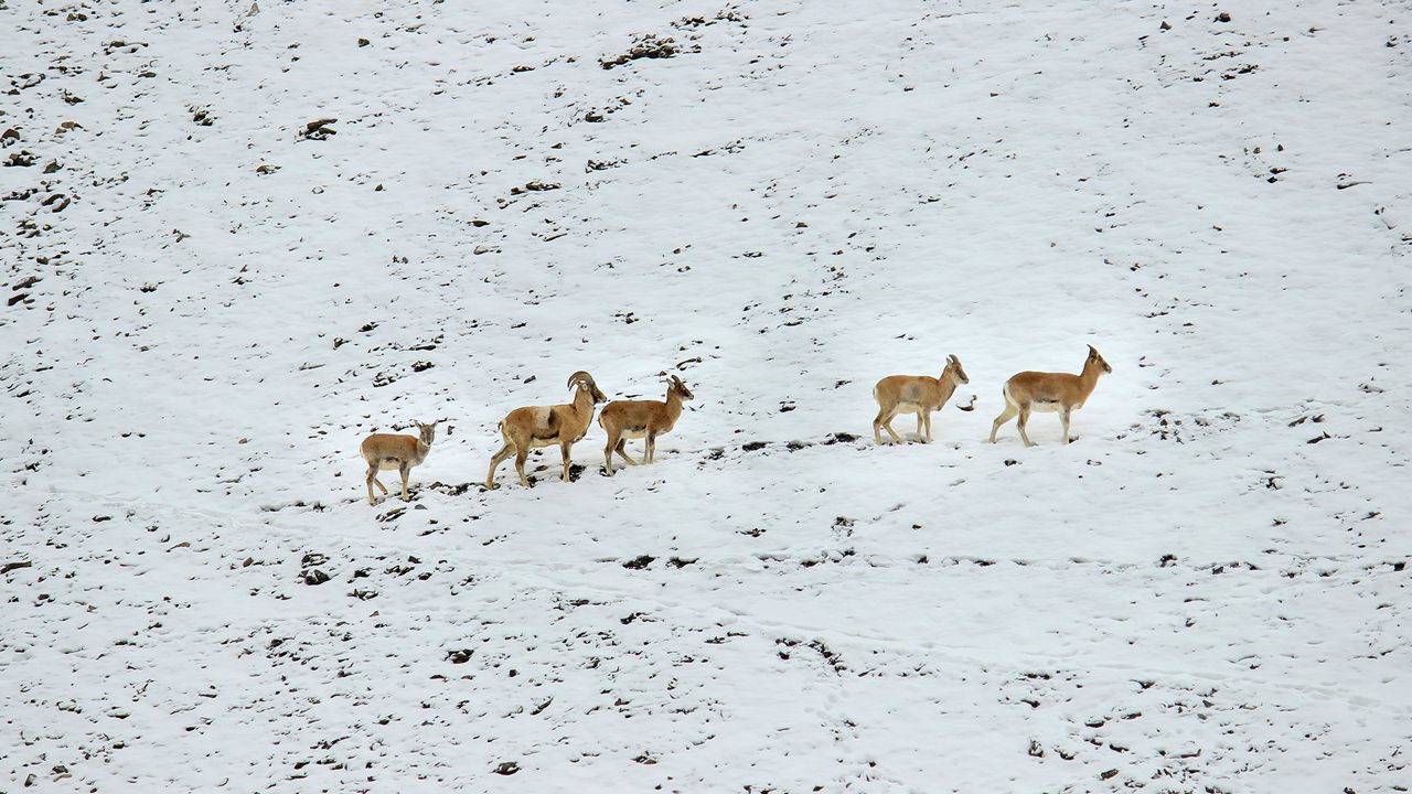 changthang-wildlife-sanctuary-leh-ladakh-6-musthead-hero