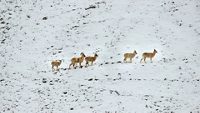 changthang-wildlife-sanctuary-leh-ladakh-6-musthead-hero