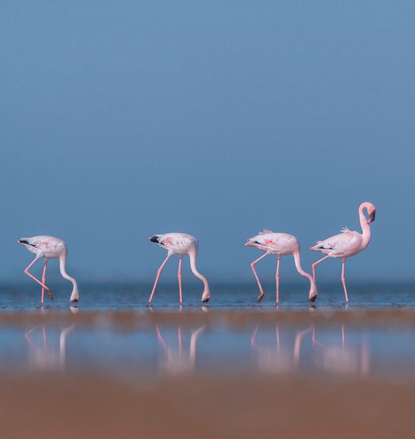 chhari-dhand-wetland-reserve-kutch-gujarat-city-ff