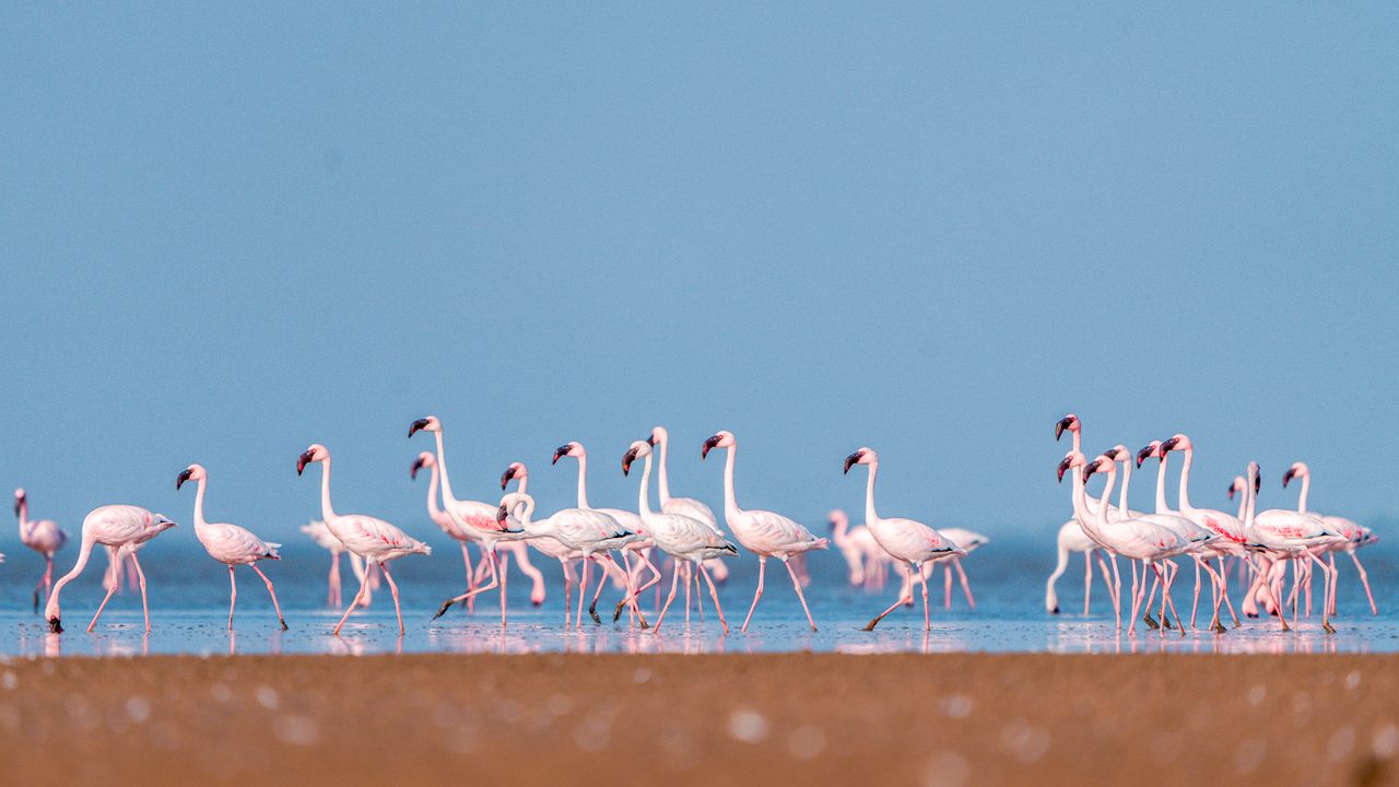 chhari-dhand-wetland-reserve-kutch-gujarat-hero