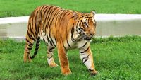 chhatbir-zoo-chandigarh-1-attr-hero