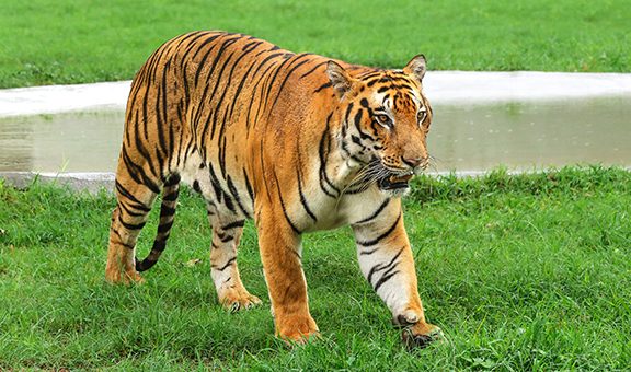 chhatbir-zoo-chandigarh-1-attr-popular