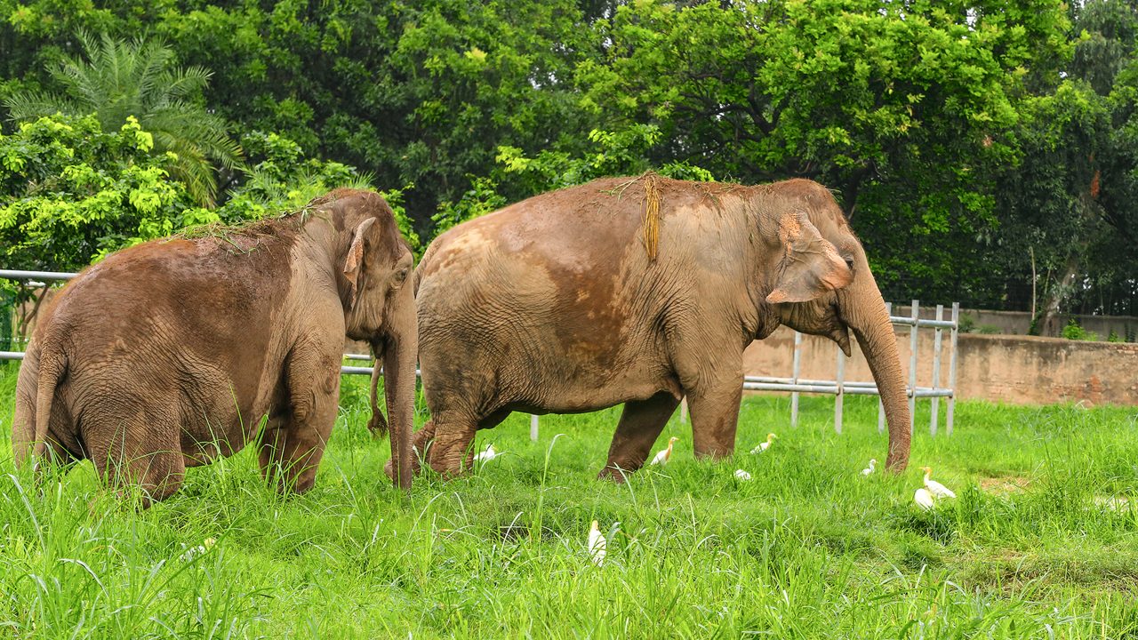 chhatbir-zoo-chandigarh-2-attr-hero