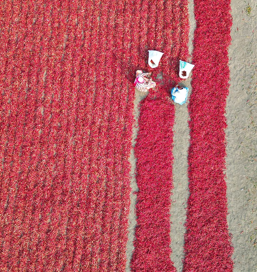 Two ladies working on red chilli peppers drying, Guntur, Andhra Pradesh