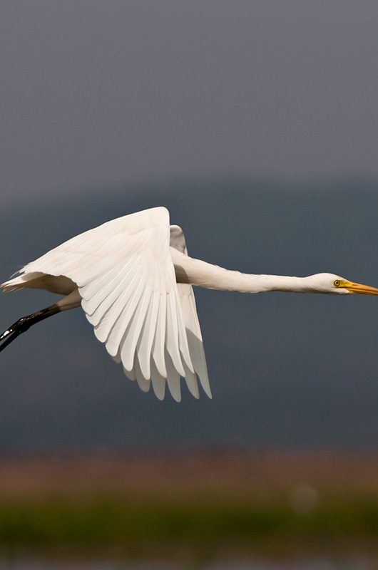 chilika-wildlife-sanctuary-puri-odisha-1-attr-nearby