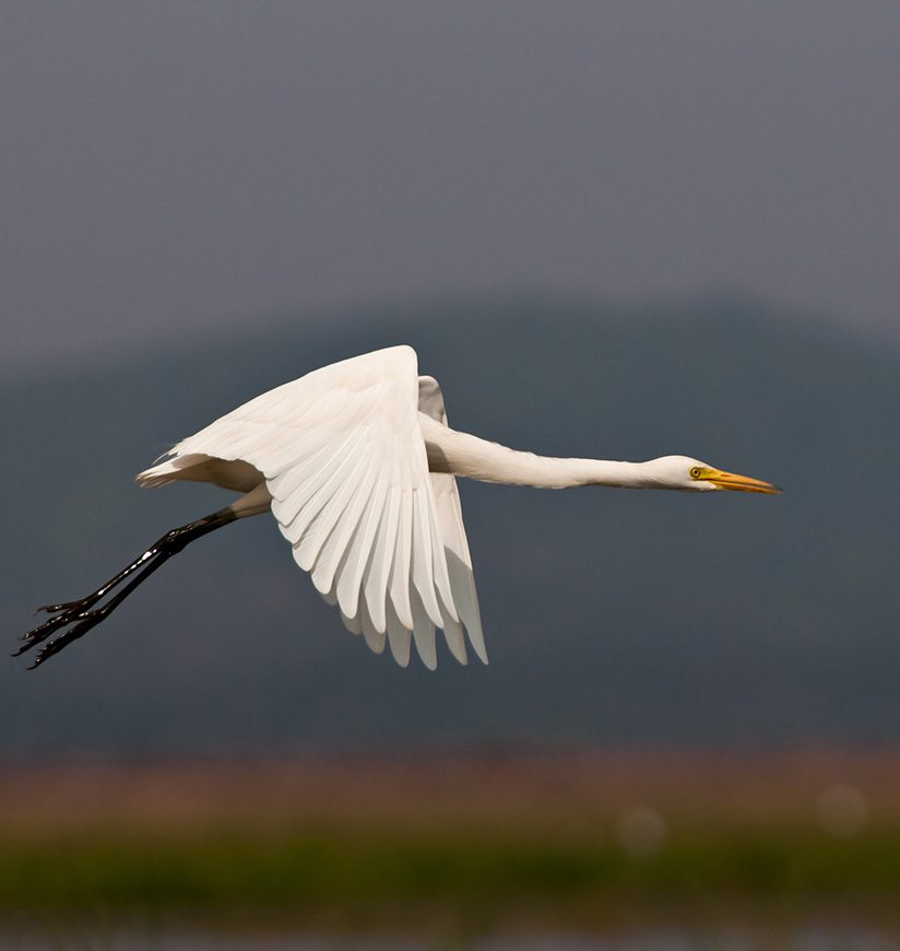 chilika-wildlife-sanctuary