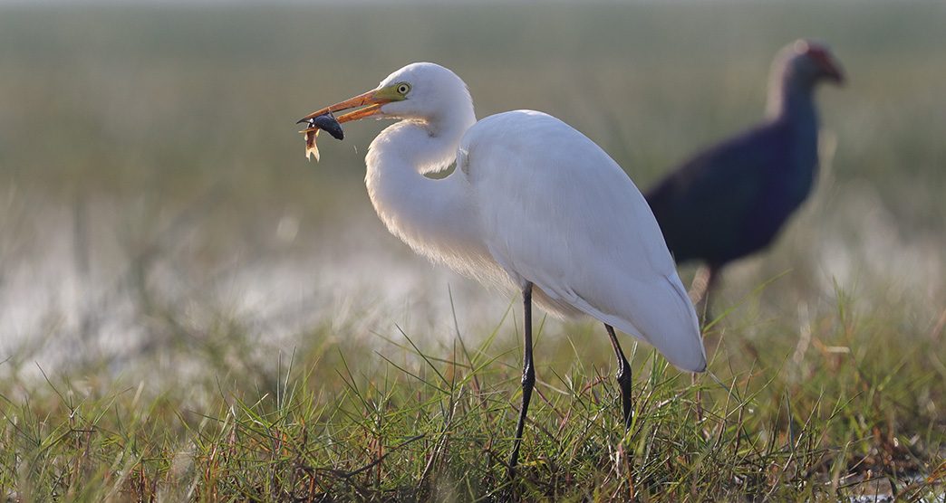 Chilika-Wildlife-Sanctuary