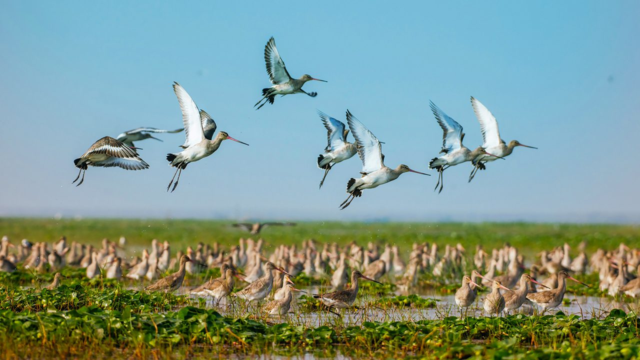 chilika-wildlife-sanctuary-puri-odisha-hero