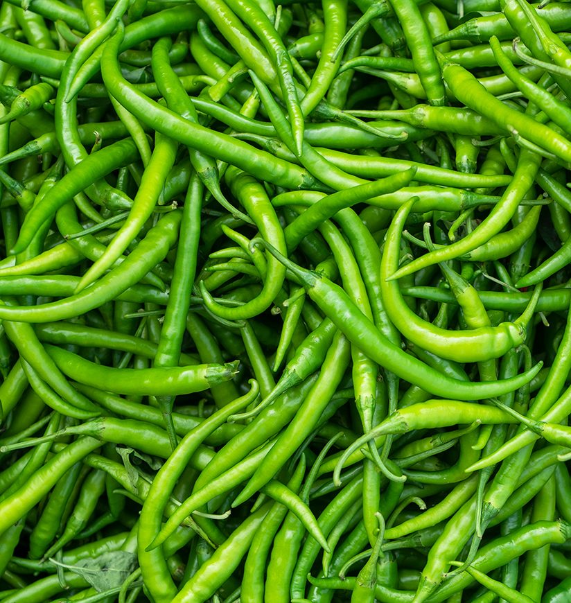 Close up top view of freshly  harvested  green chillies ,capsicum, displayed in weekly market for sale in Maharashtra, India. 