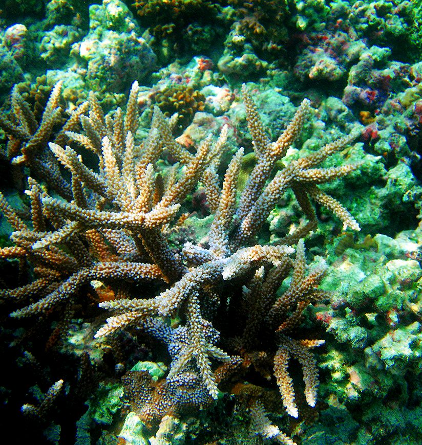 Coral Reef Acropora sp. Location: Kavarati Island, Lakshadweep, India