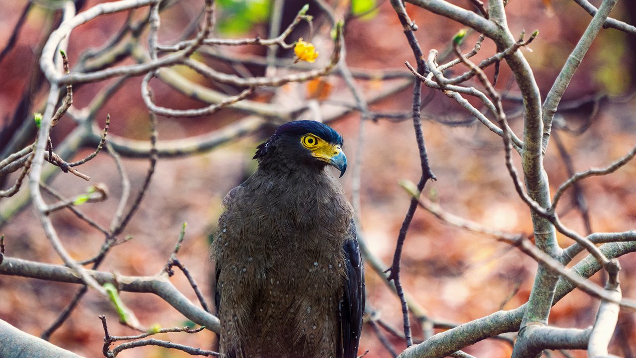 Crested Serpent Eagle Sitting on a branch in Nagzira Tiger Reserve, Maharashtra, India in the summer