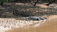 Sal Water Crocodile at Bhitarkanika National Park,Odissa,India