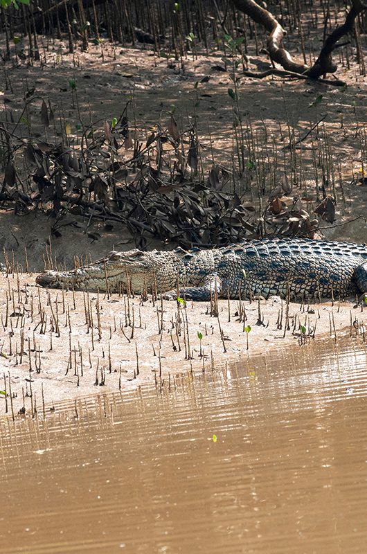 Sal Water Crocodile at Bhitarkanika National Park,Odissa,India