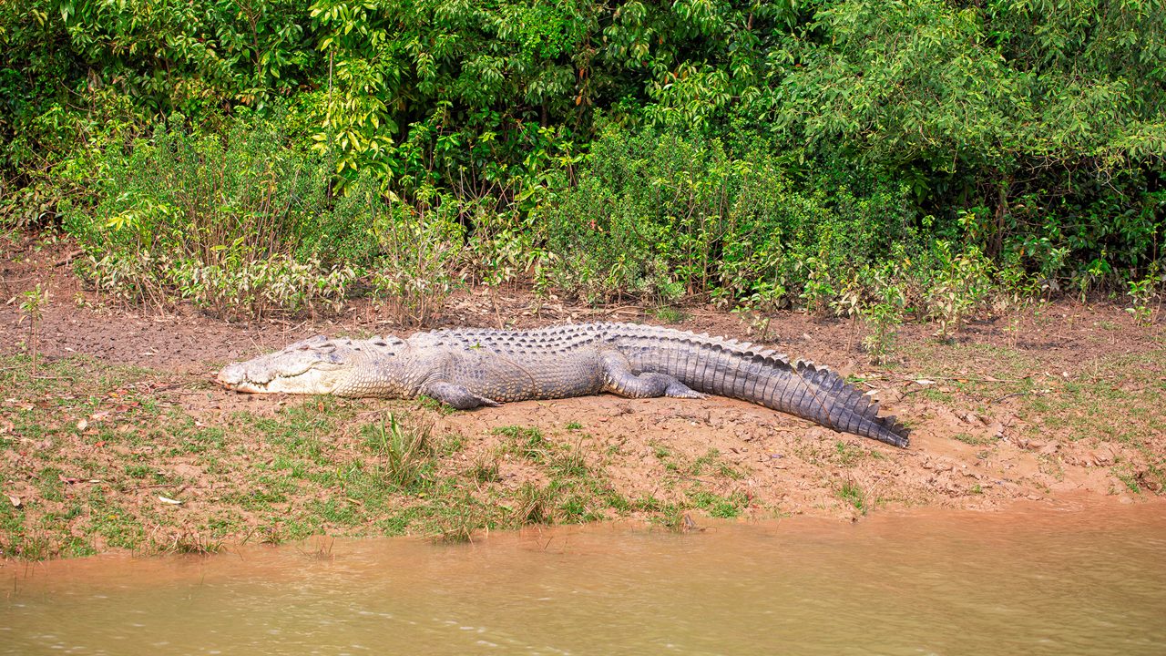 Gaint Estuarine or saltwater (Crocodylus porosus) crocodile on the bank of a river in the Bhitarkanika National Park, Odisha, India.