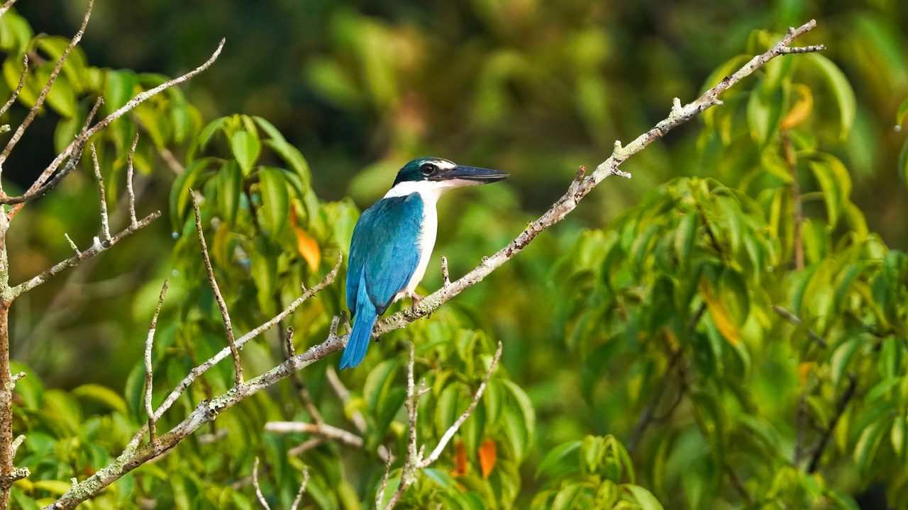 Collared Kingfisher at Bhitarkanika National Park