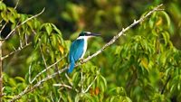 Collared Kingfisher at Bhitarkanika National Park