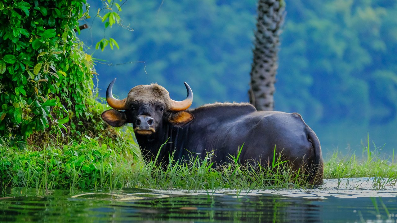 Indian bison in the lake of Thailand