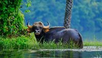 Indian bison in the lake of Thailand