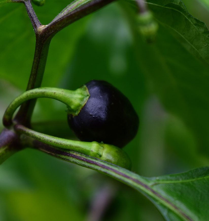 Round chili are one of the hottest chili in world. 