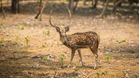 dalma-wildlife-sanctuary-jamshedpur-jharkhand-2-attr-hero