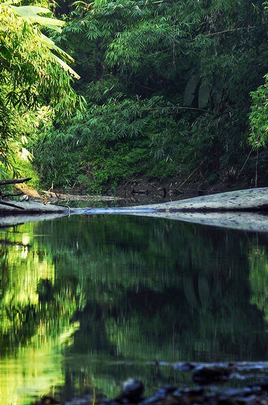 dampa-tiger-reserve