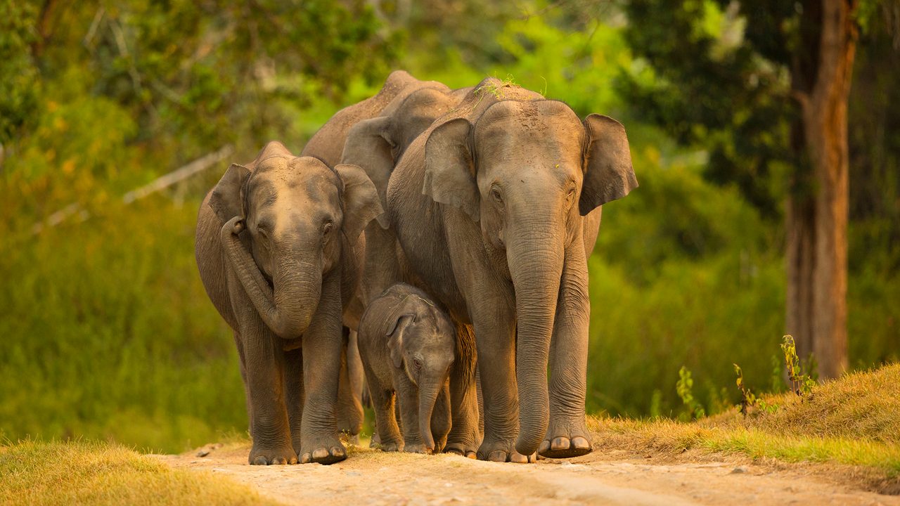 Asian elephants family walking with calf or Elephant family  in the Bandipur National Park Karnataka,India,bandipur forest,Karnataka Forest