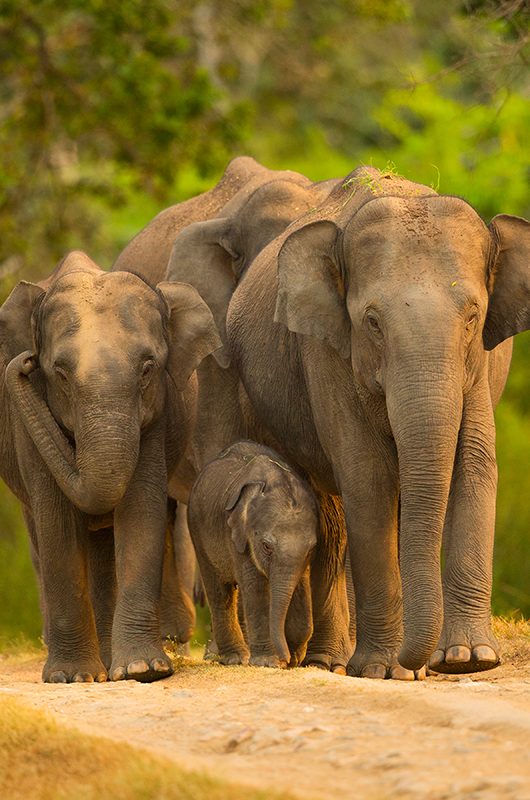 Asian elephants family walking with calf or Elephant family  in the Bandipur National Park Karnataka,India,bandipur forest,Karnataka Forest