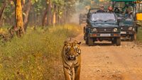 Tiger being followed by jeeps 