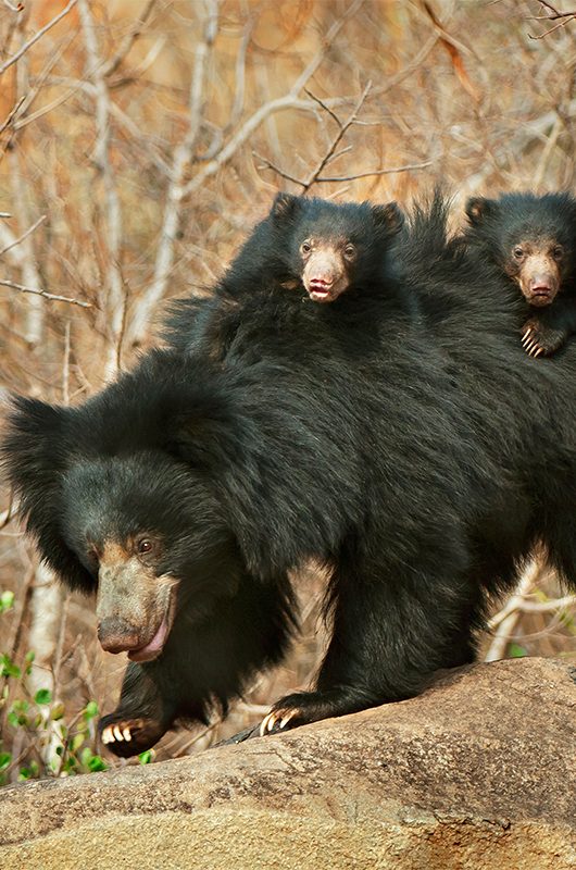 daroji-sloth-bear-sanctuary-hampi-karnataka-1-attr-nearby.jpg