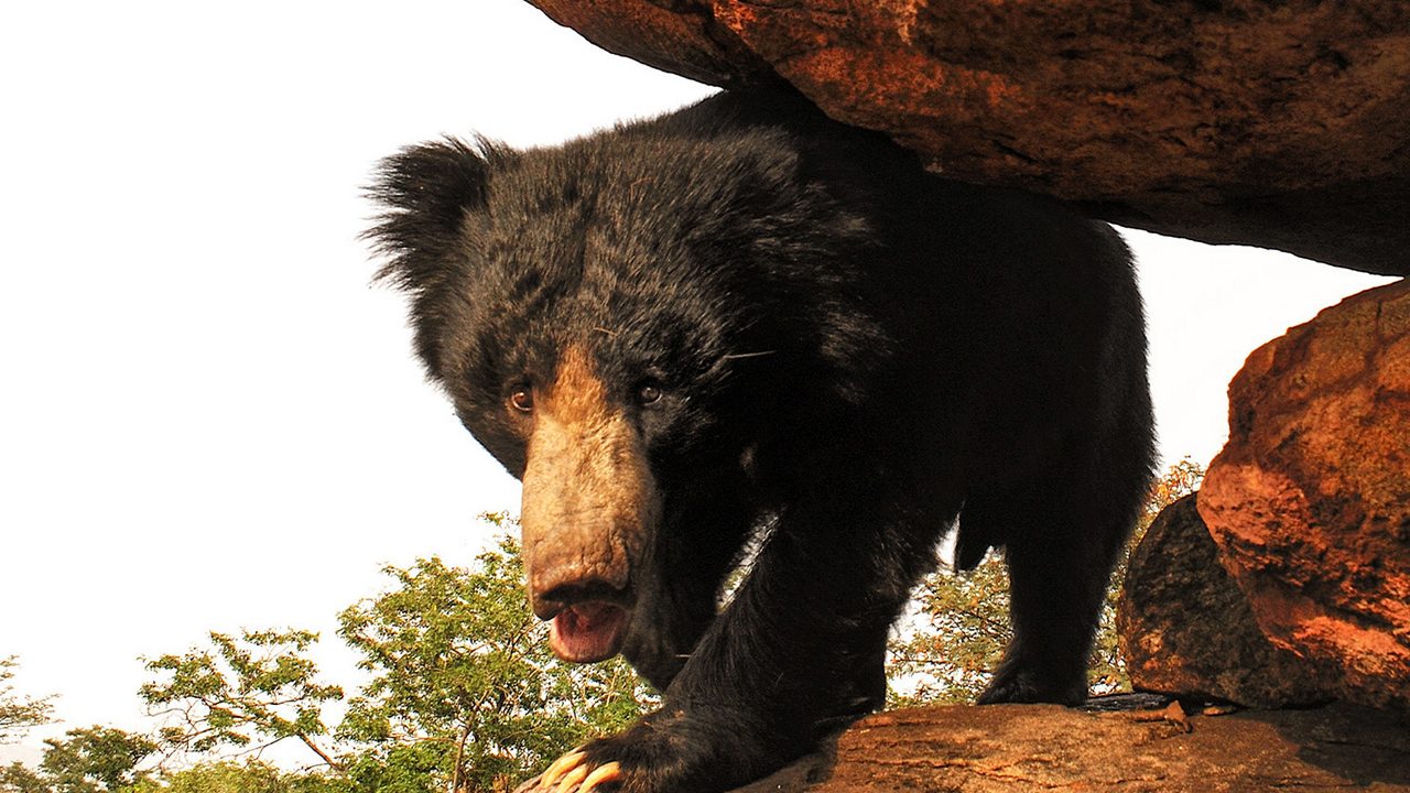 daroji-sloth-bear-sanctuary-hampi-karnataka-2