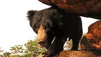 daroji-sloth-bear-sanctuary-hampi-karnataka-2