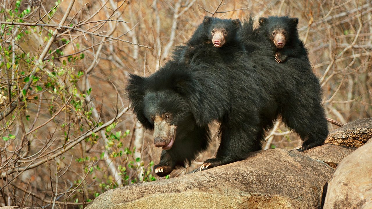 daroji-sloth-bear-sanctuary-hampi-karnataka-city-hero